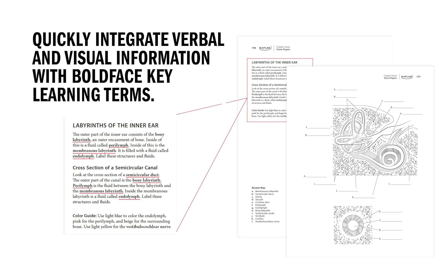 Anatomy Coloring Book with 450+ Realistic Medical Illustrations with Quizzes for Each (Kaplan Test Prep)