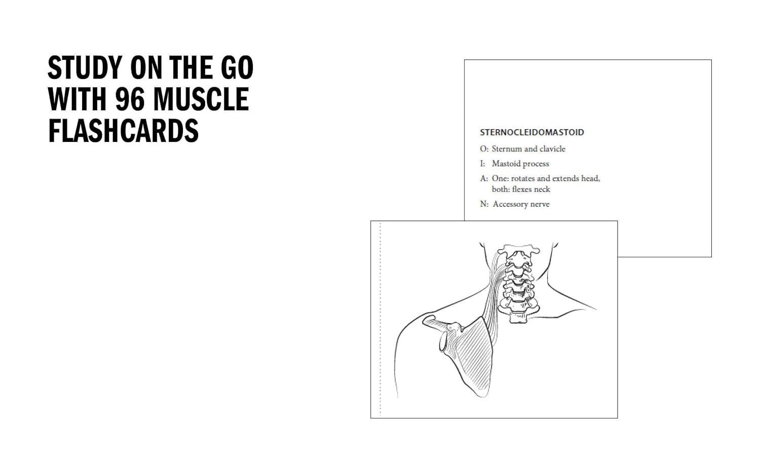 Anatomy Coloring Book with 450+ Realistic Medical Illustrations with Quizzes for Each (Kaplan Test Prep)