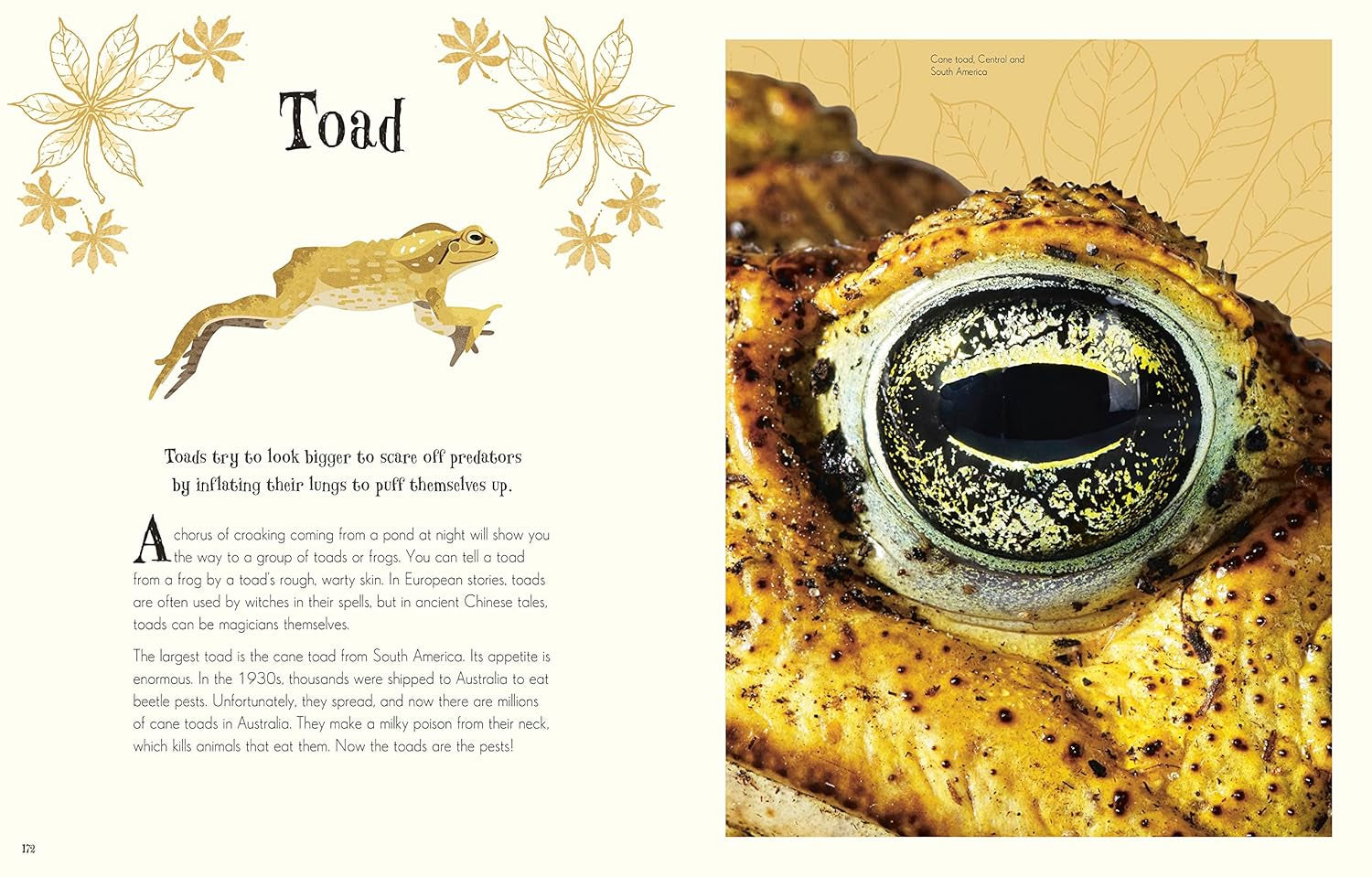 Children'S Anthologies Collection: 3-Book Box Set for Kids Ages 6-8, Featuring 300+ Animal, Dinosaur, and Space Topics (DK Children'S Anthologies)