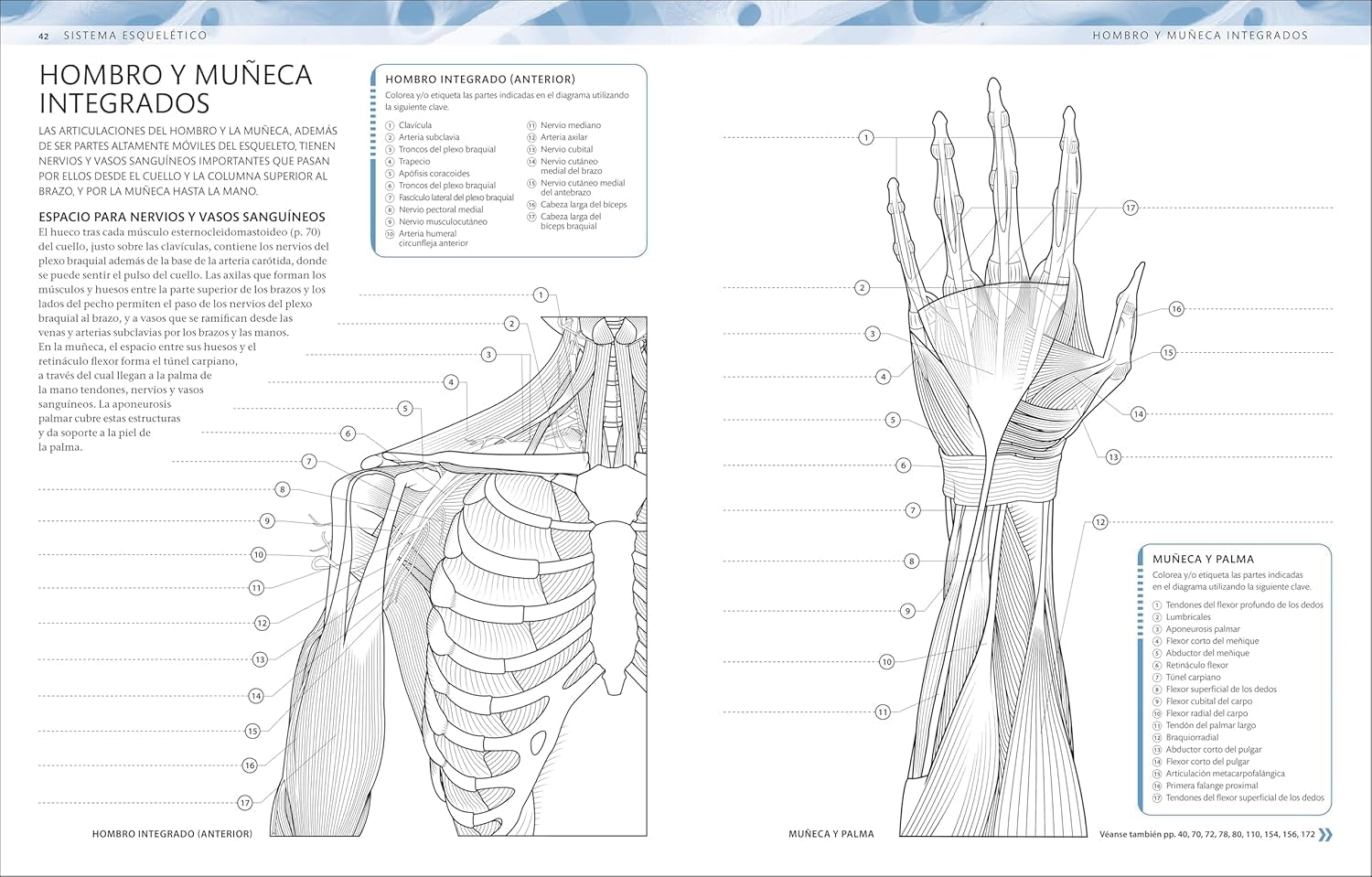 Atlas De Anatomía Para Colorear (The Human Body Coloring Book): Guía De Estudio (Spanish Edition)