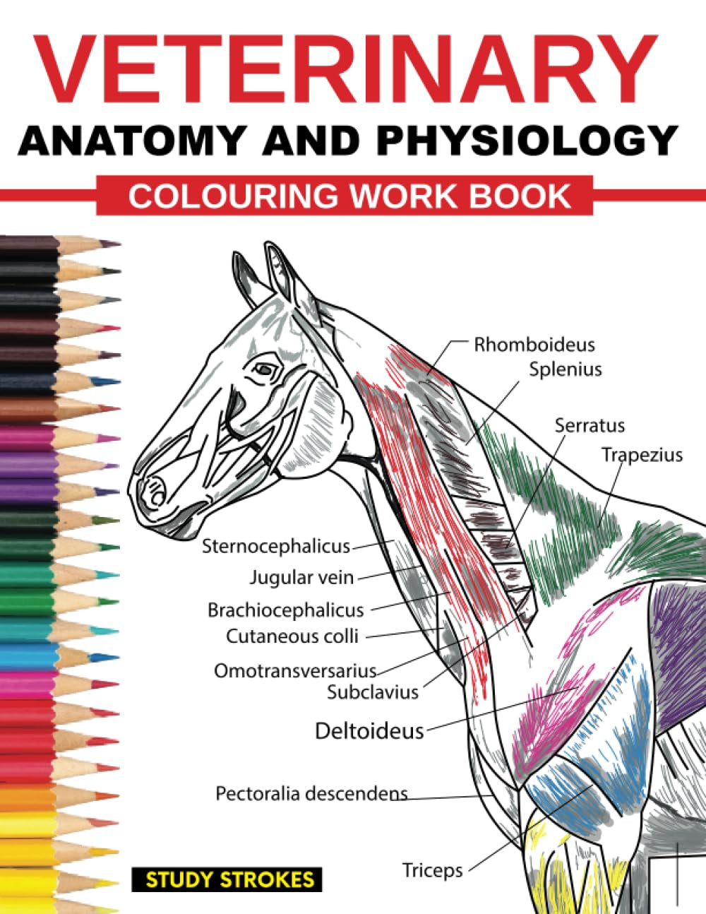 Veterinary Anatomy and Physiology Coloring Work Book: Easy and Effective Self Assessment, Test Prep and Revisions Study Guide for Vet Medicine and Nursing Students
