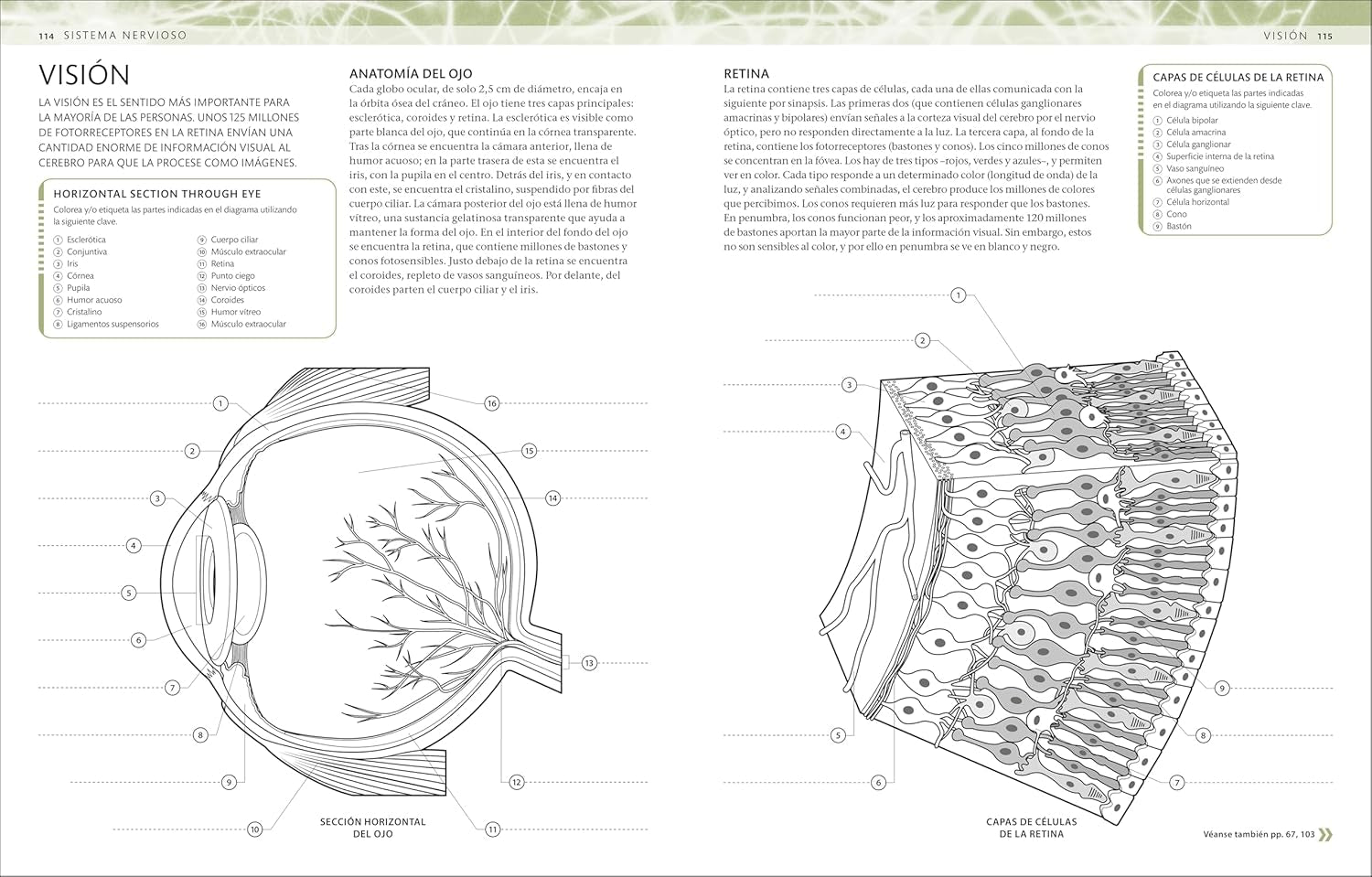 Atlas De Anatomía Para Colorear (The Human Body Coloring Book): Guía De Estudio (Spanish Edition)