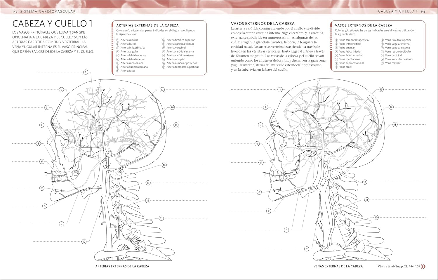 Atlas De Anatomía Para Colorear (The Human Body Coloring Book): Guía De Estudio (Spanish Edition)