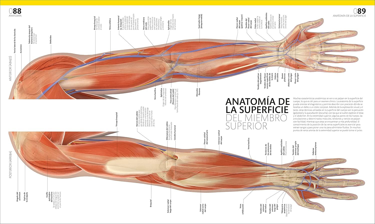 El Gran Libro Del Cuerpo Humano (The Complete Human Body) (Spanish Edition)