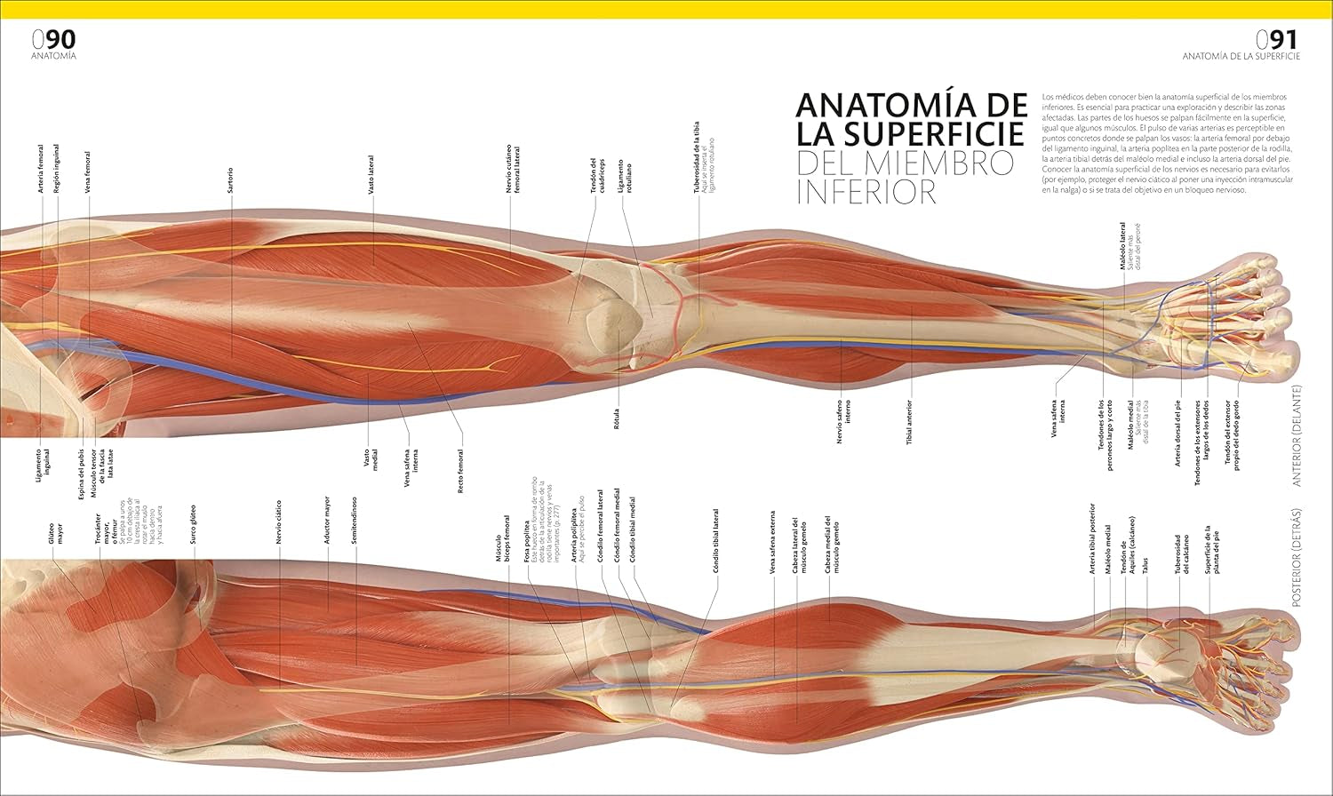 El Gran Libro Del Cuerpo Humano (The Complete Human Body) (Spanish Edition)