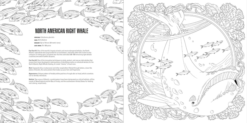 Animals: a Smithsonian Coloring Book Box Set