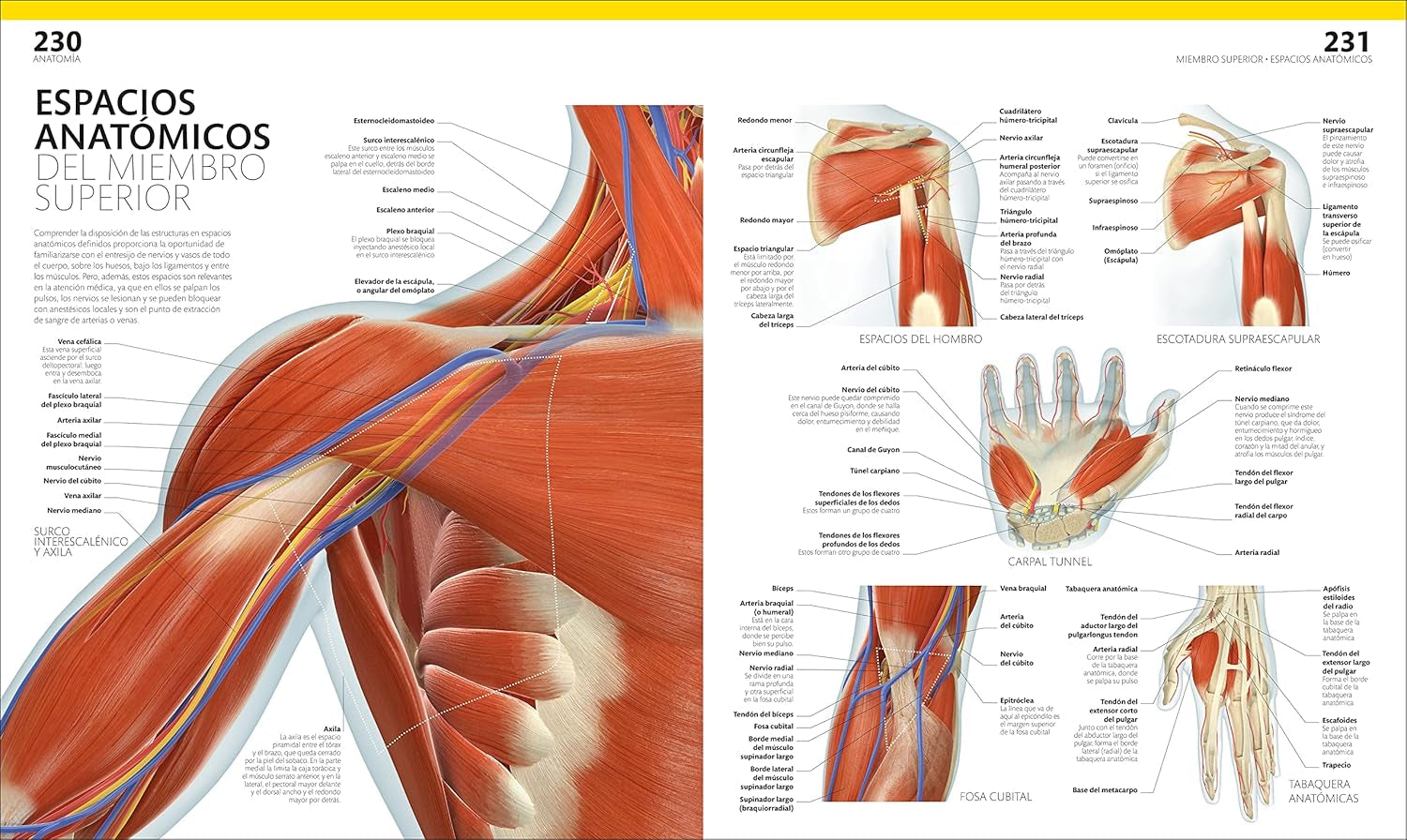 El Gran Libro Del Cuerpo Humano (The Complete Human Body) (Spanish Edition)
