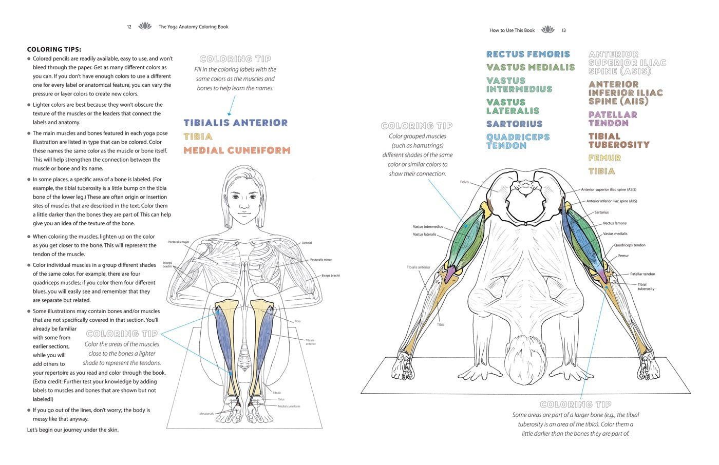 Yoga Anatomy Coloring Book: a Visual Guide to Form, Function, and Movement - an Educational Anatomy Coloring Book for Medical Students, Yoga ... & Adults (Volume 1) (Anatomy Coloring Books)