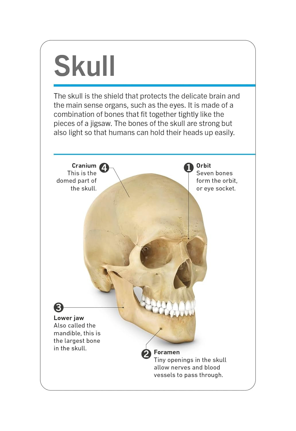 Anatomy Flash Cards – Visual Learning Set of the Human Body with Detailed Pictures and Terms