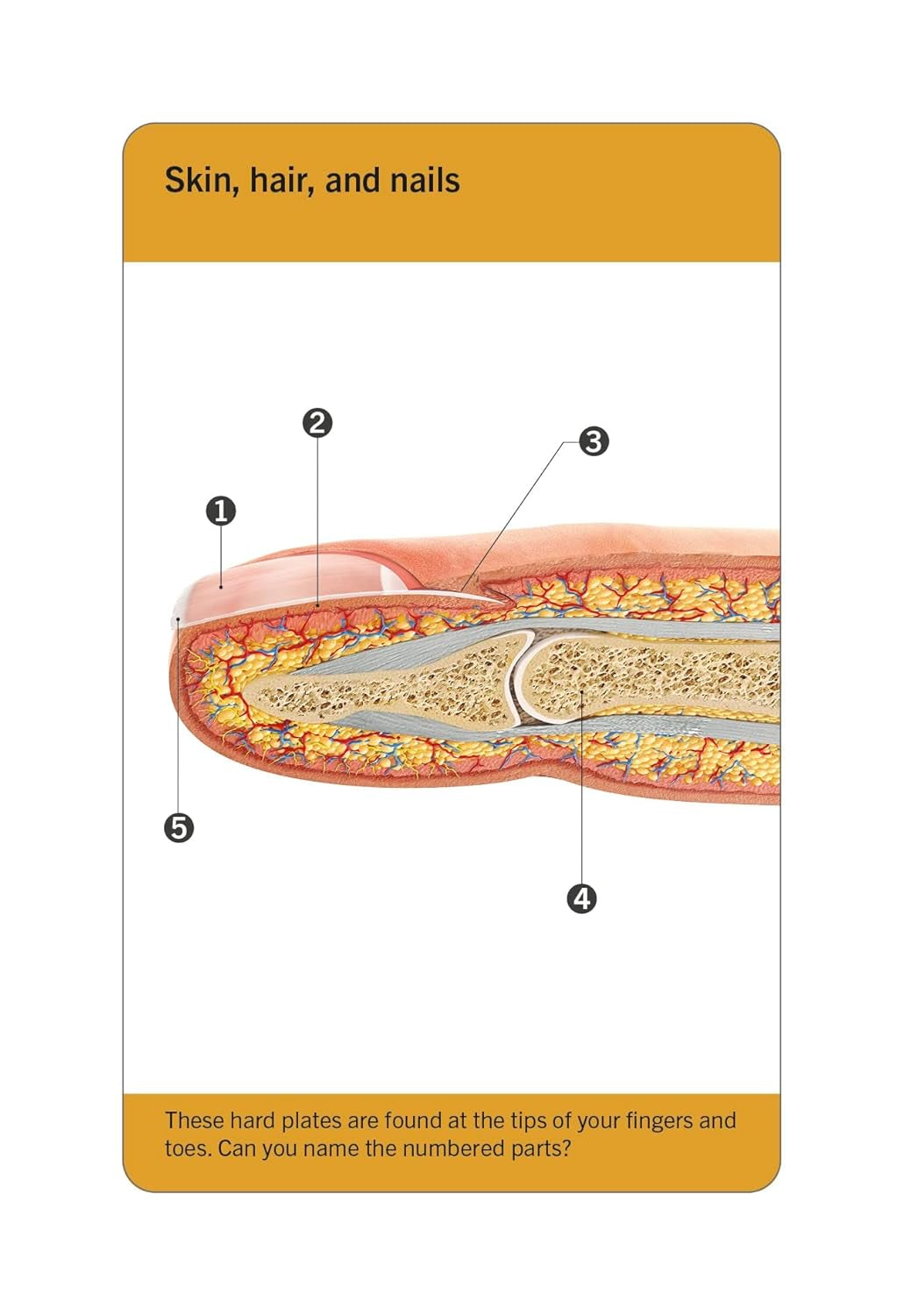 Anatomy Flash Cards – Visual Learning Set of the Human Body with Detailed Pictures and Terms