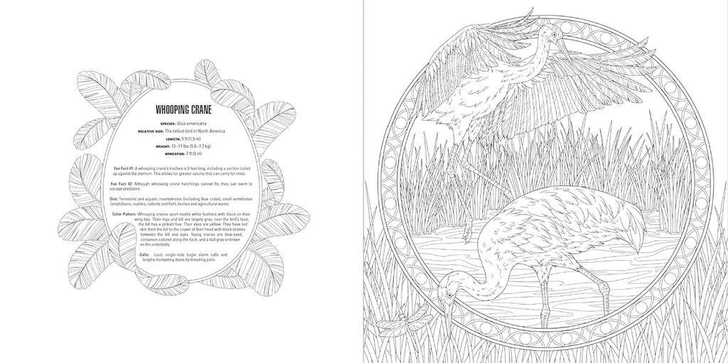 Animals: a Smithsonian Coloring Book Box Set