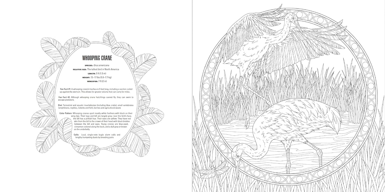 Animals: a Smithsonian Coloring Book Box Set