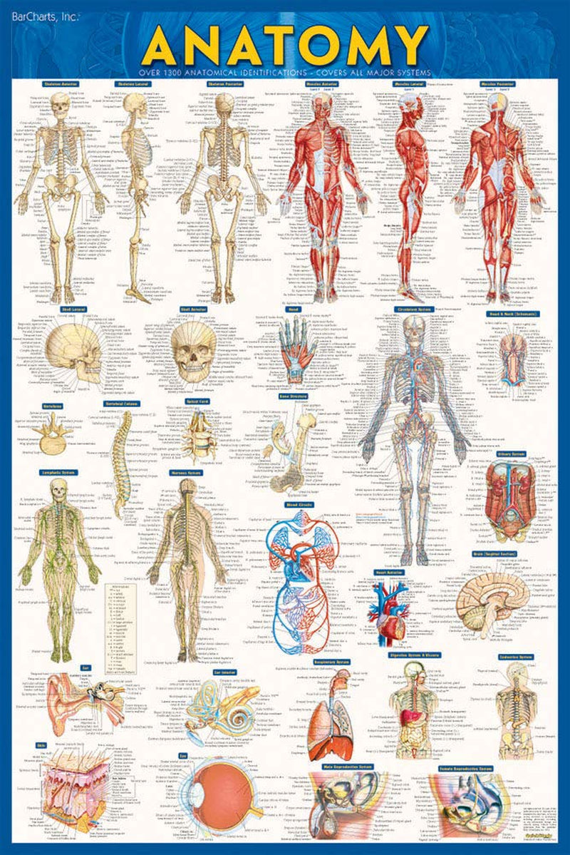 Anatomy Poster (24 X 36) - Laminated: a Quickstudy Reference