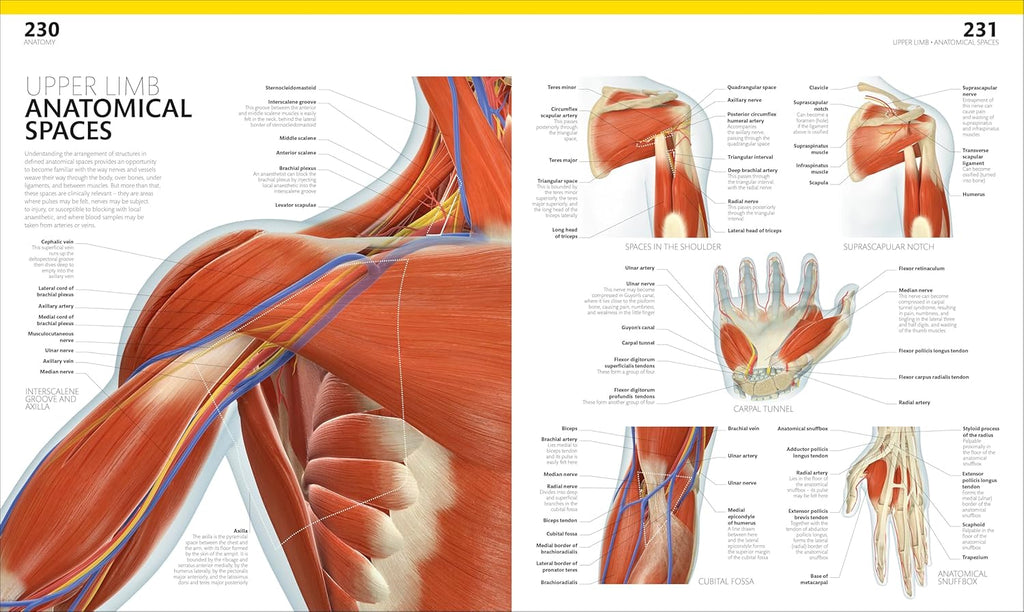 The Complete Human Body: the Definitive Visual Guide (DK Human Body Guides)