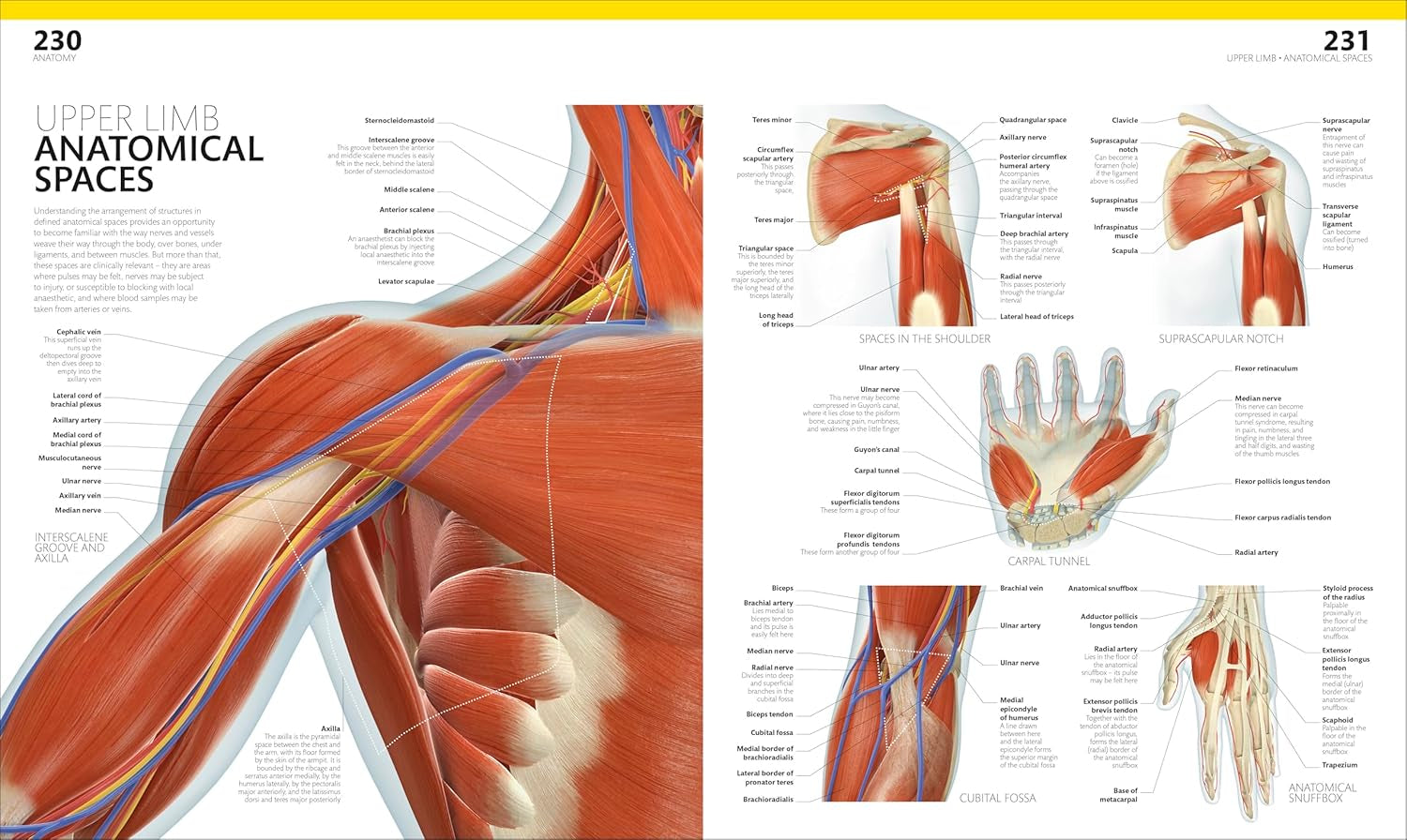 The Complete Human Body: the Definitive Visual Guide (DK Human Body Guides)