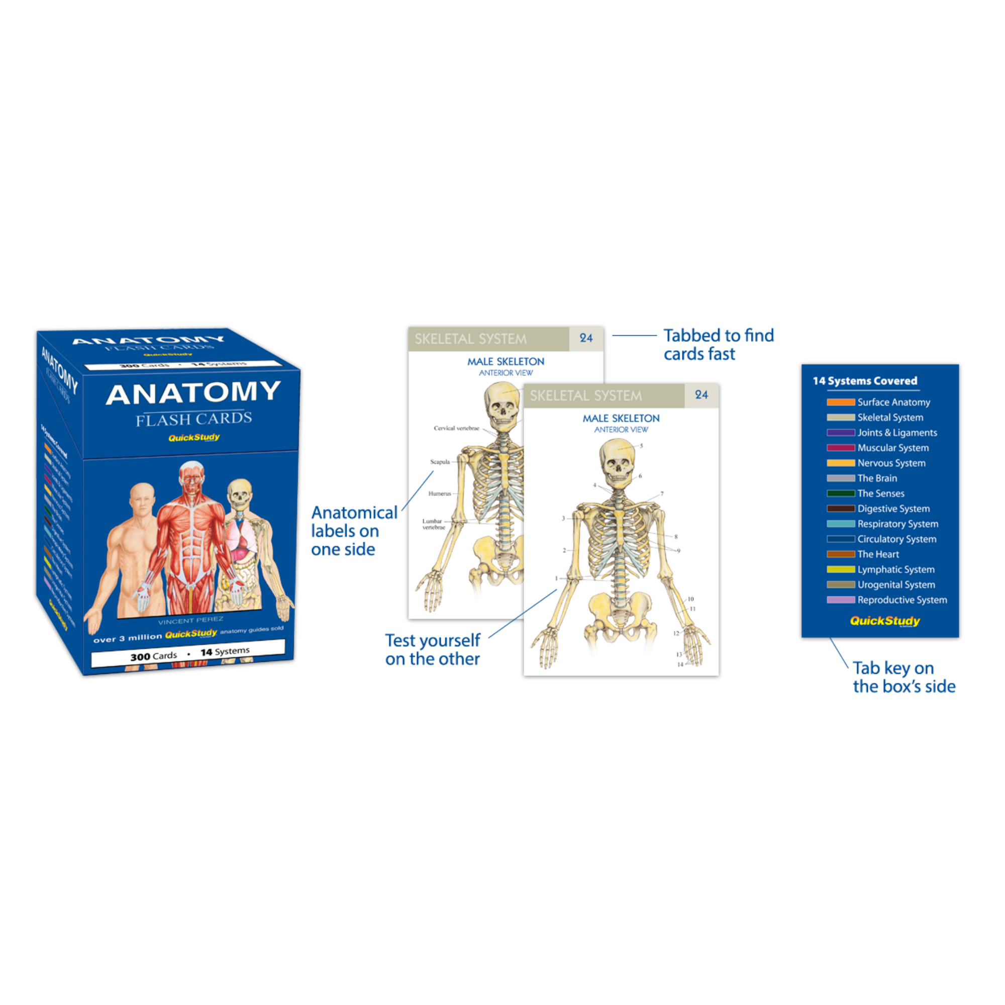 4-in-1 Anatomy & Medical Study Bundle | Anatomy Flash Cards + Atlas + Medical Terminology