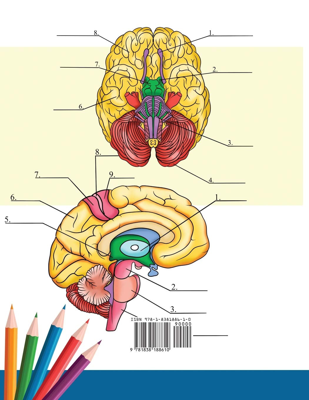 Neuroanatomy Coloring Book: Incredibly Detailed Self-Test Human Brain Coloring Book for Neuroscience | Perfect Gift for Medical School Students, Nurses, Doctors and Adults