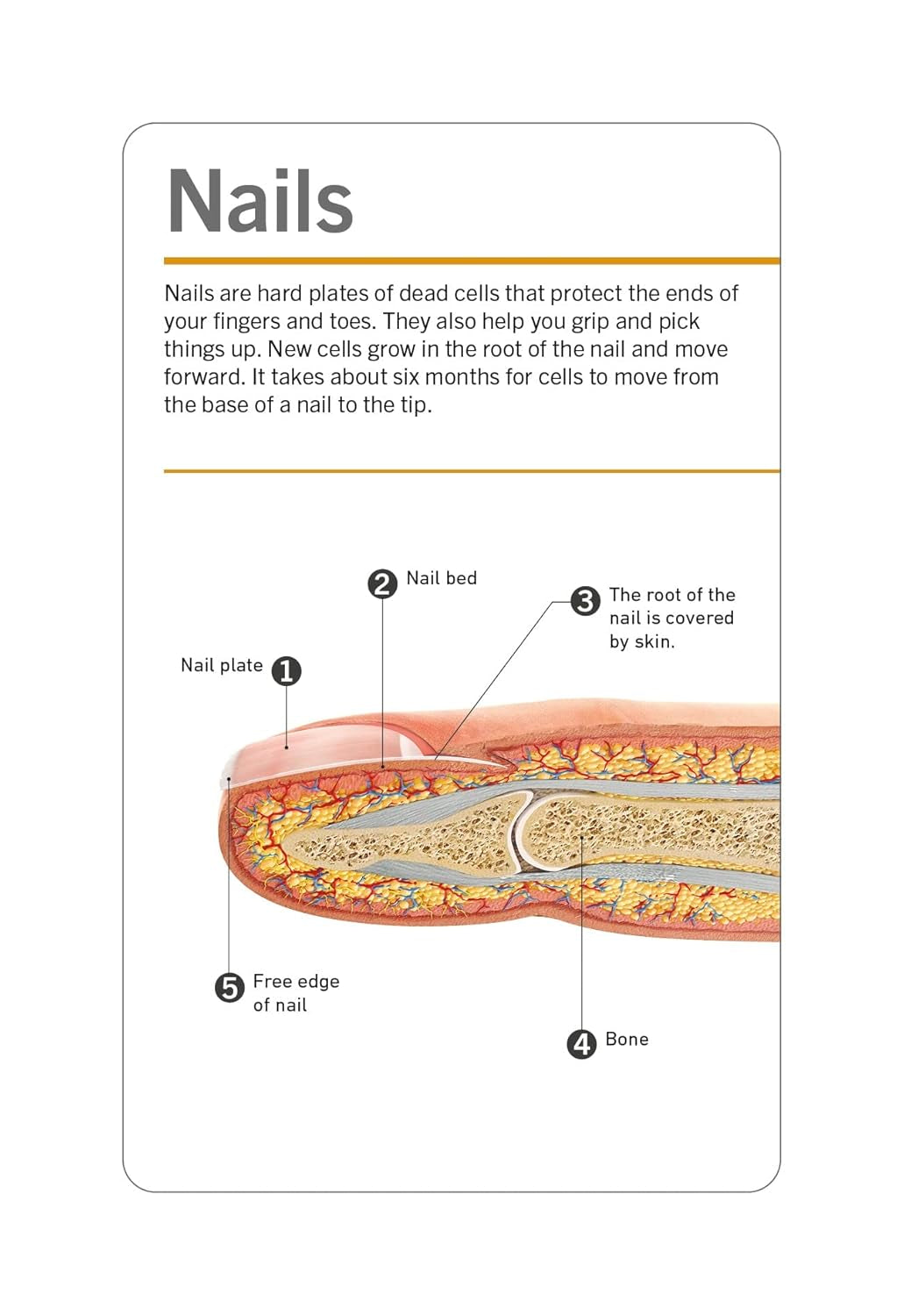 Anatomy Flash Cards – Visual Learning Set of the Human Body with Detailed Pictures and Terms