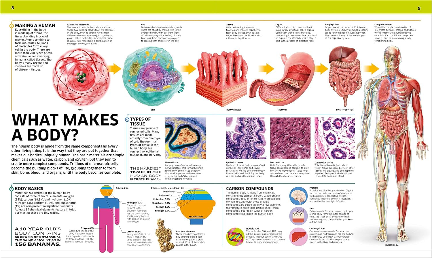 Human Body Book for Kids and Adults – Fun and Educational Anatomy Guide with Full-Color Diagrams