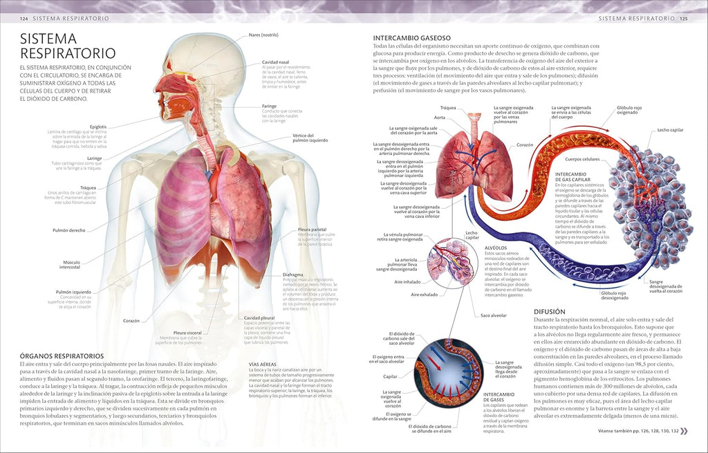 Atlas De Anatomía Para Colorear (The Human Body Coloring Book): Guía De Estudio (Spanish Edition)