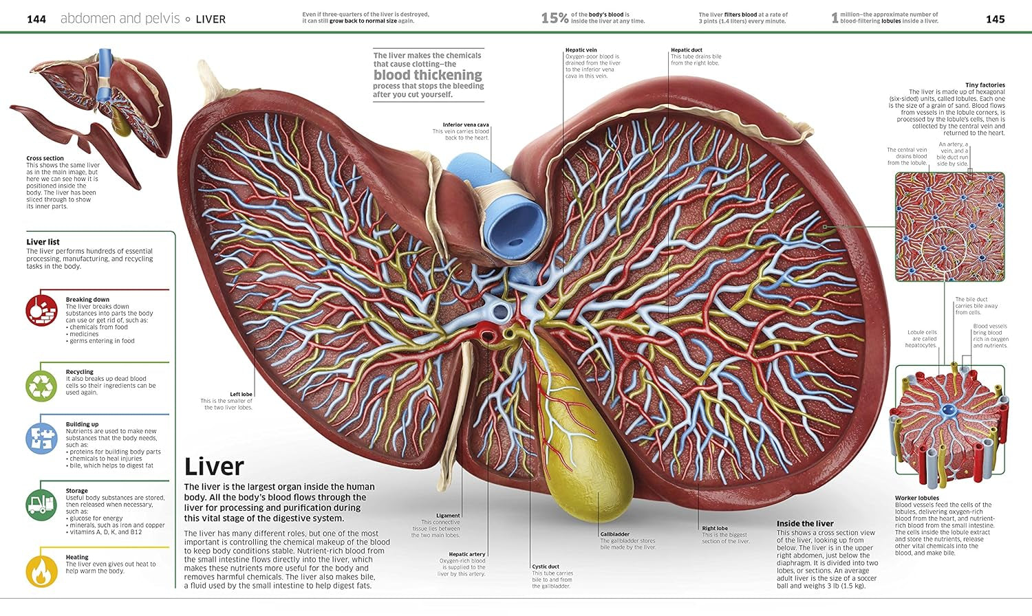 Human Body Book for Kids and Adults – Fun and Educational Anatomy Guide with Full-Color Diagrams