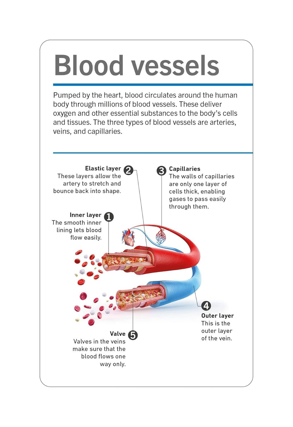 Anatomy Flash Cards – Visual Learning Set of the Human Body with Detailed Pictures and Terms