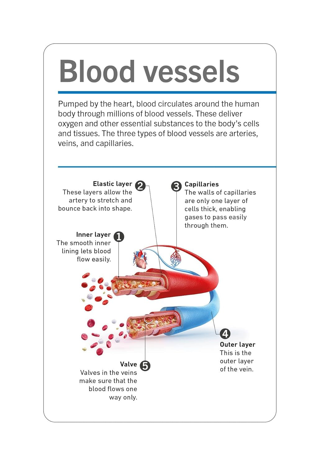 Anatomy Flash Cards – Visual Learning Set of the Human Body with Detailed Pictures and Terms