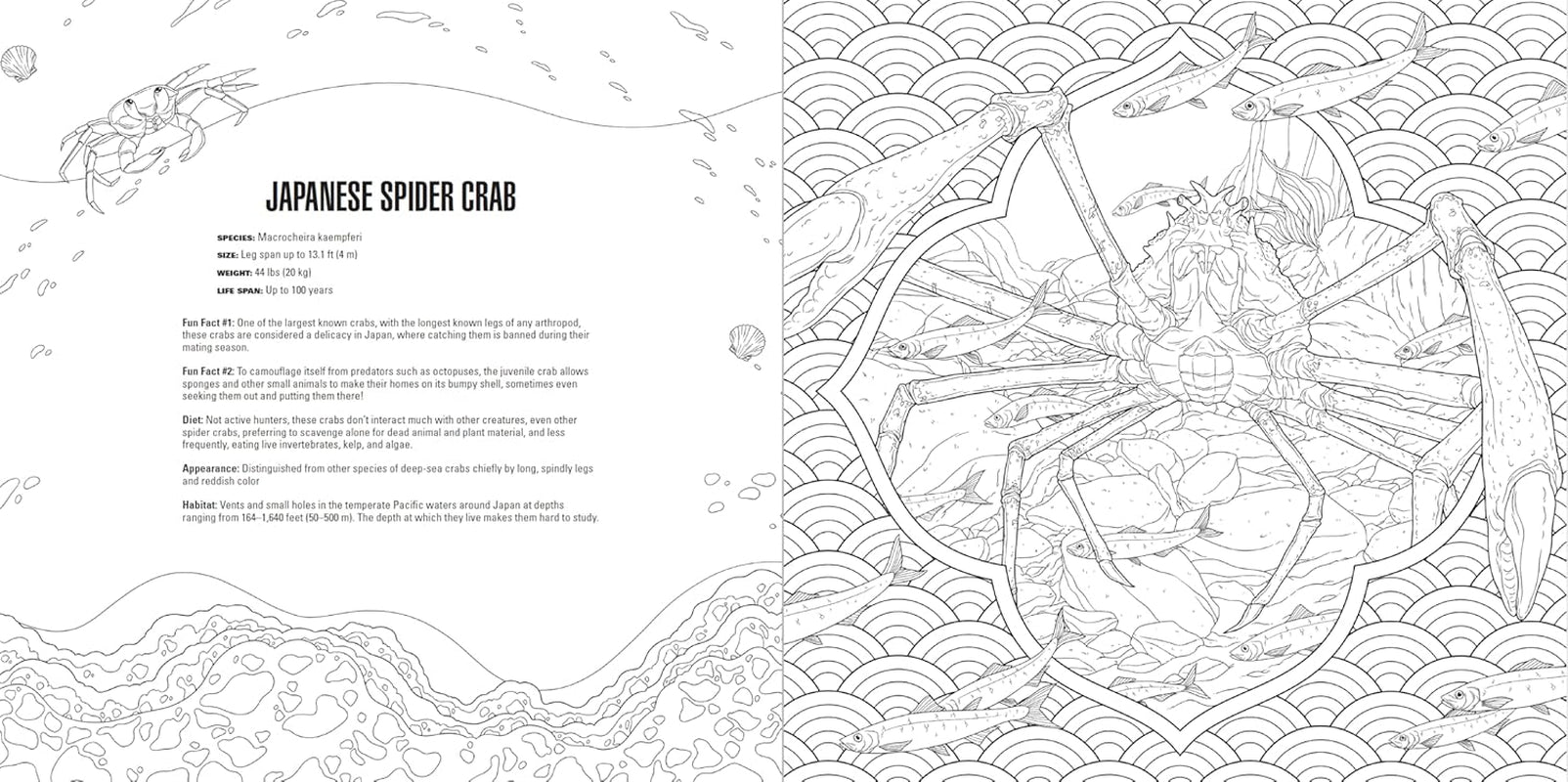 Animals: a Smithsonian Coloring Book Box Set