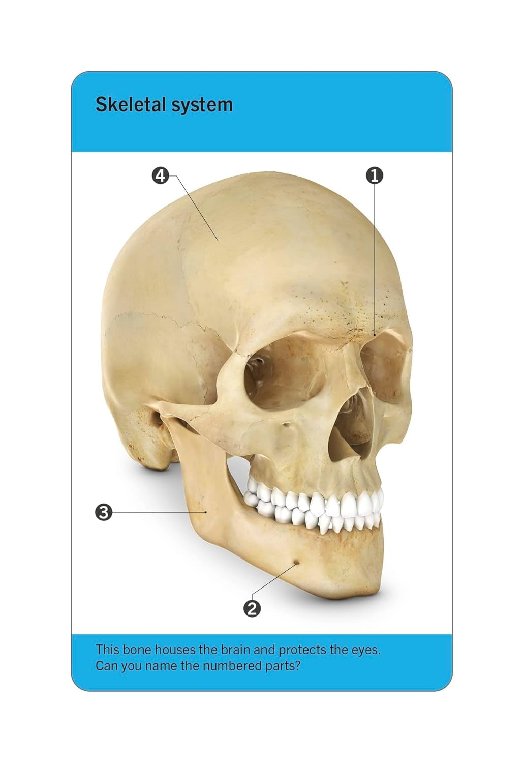 Anatomy Flash Cards – Visual Learning Set of the Human Body with Detailed Pictures and Terms