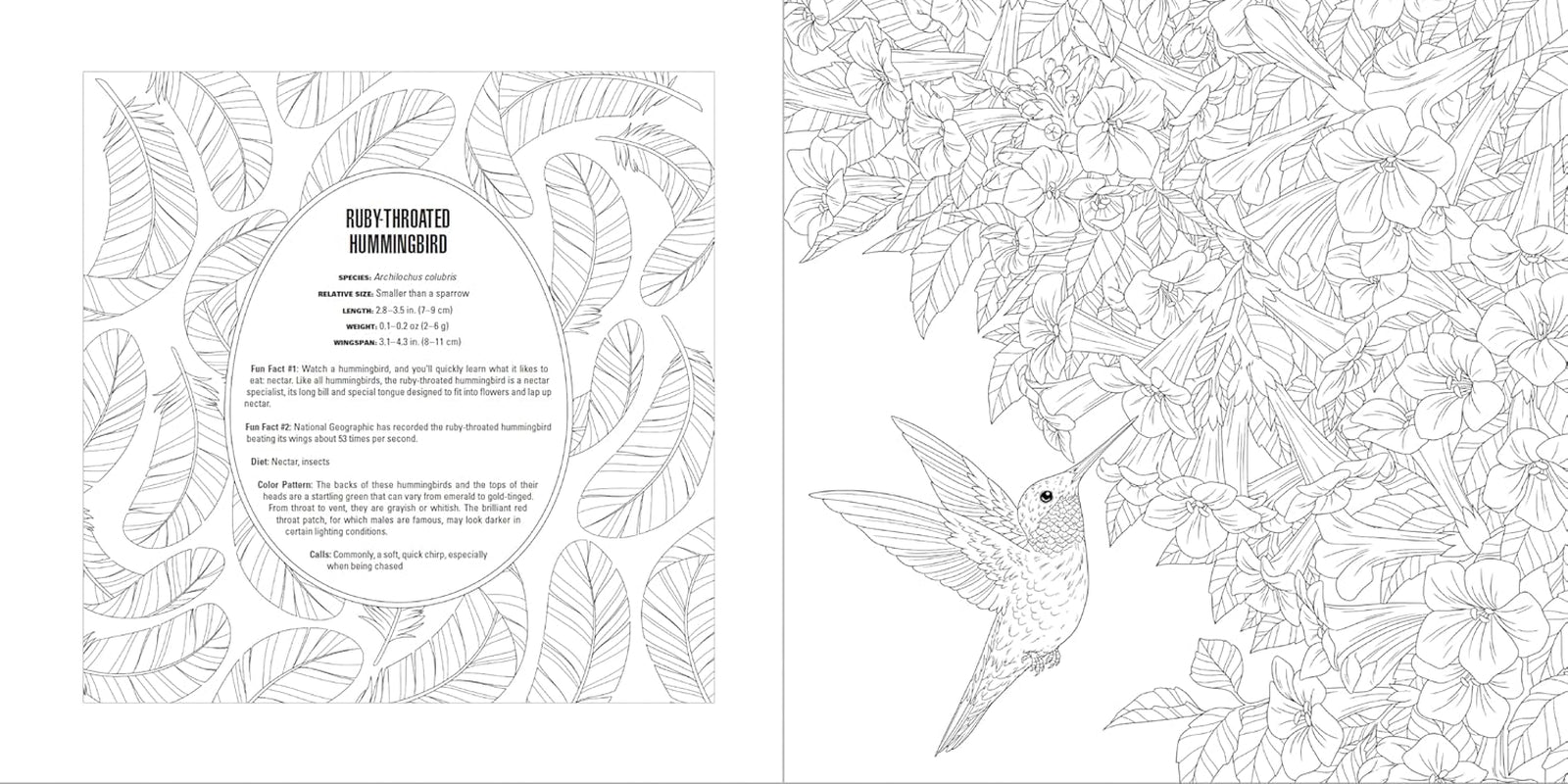 Animals: a Smithsonian Coloring Book Box Set