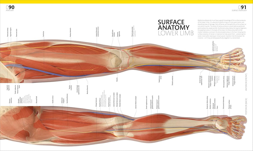 The Complete Human Body: the Definitive Visual Guide (DK Human Body Guides)