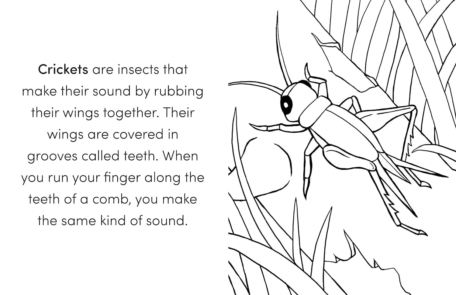 Coloring Book Box Set: 3 Books for Coloring Fun and Awesome Facts about Dinosaurs,Bugs,And Wild Animals(Perfect Gift for Kids Ages 3-7) (A Did You Know? Coloring Book)