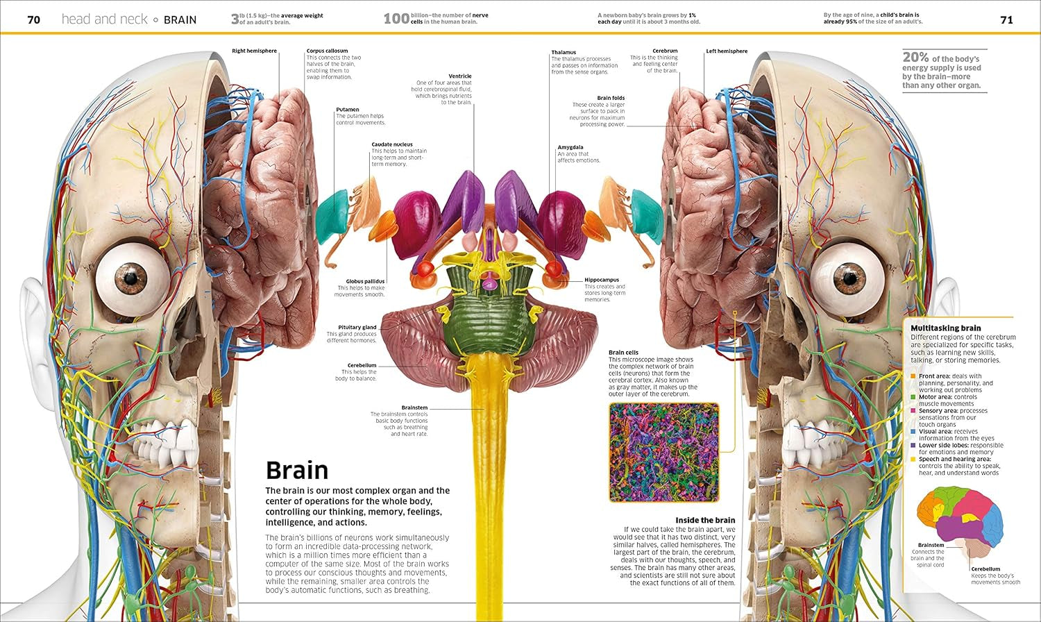 Human Body Book for Kids and Adults – Fun and Educational Anatomy Guide with Full-Color Diagrams