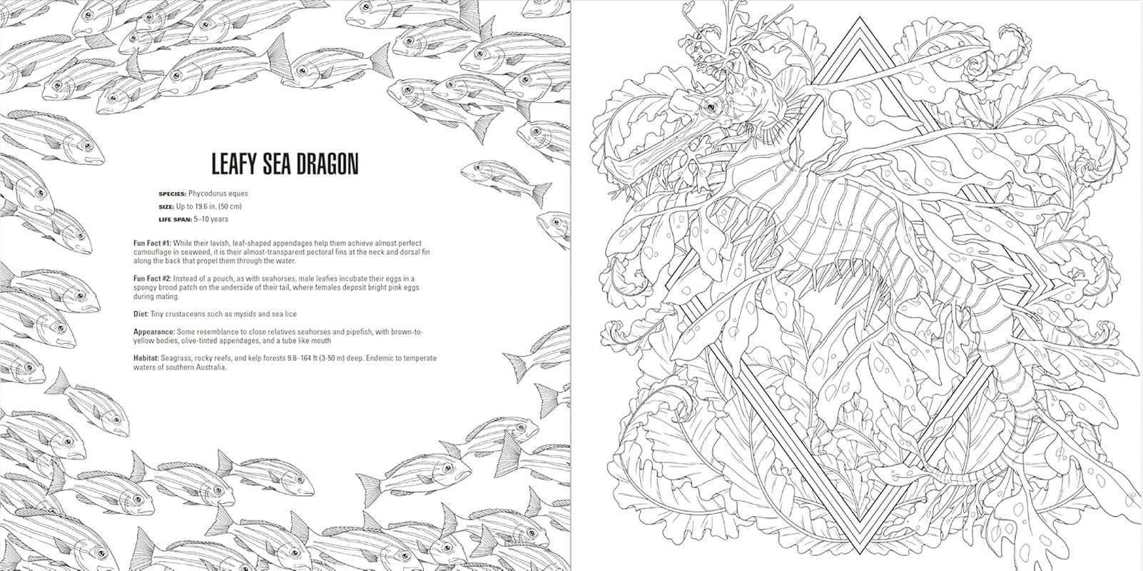 Animals: a Smithsonian Coloring Book Box Set
