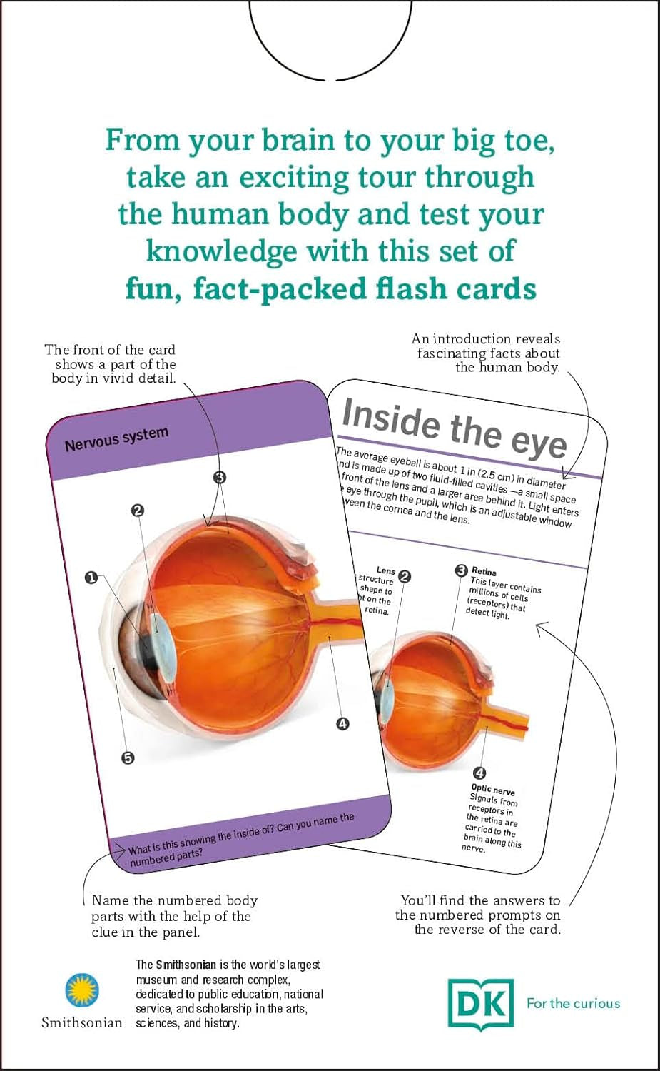 Anatomy Flash Cards – Visual Learning Set of the Human Body with Detailed Pictures and Terms