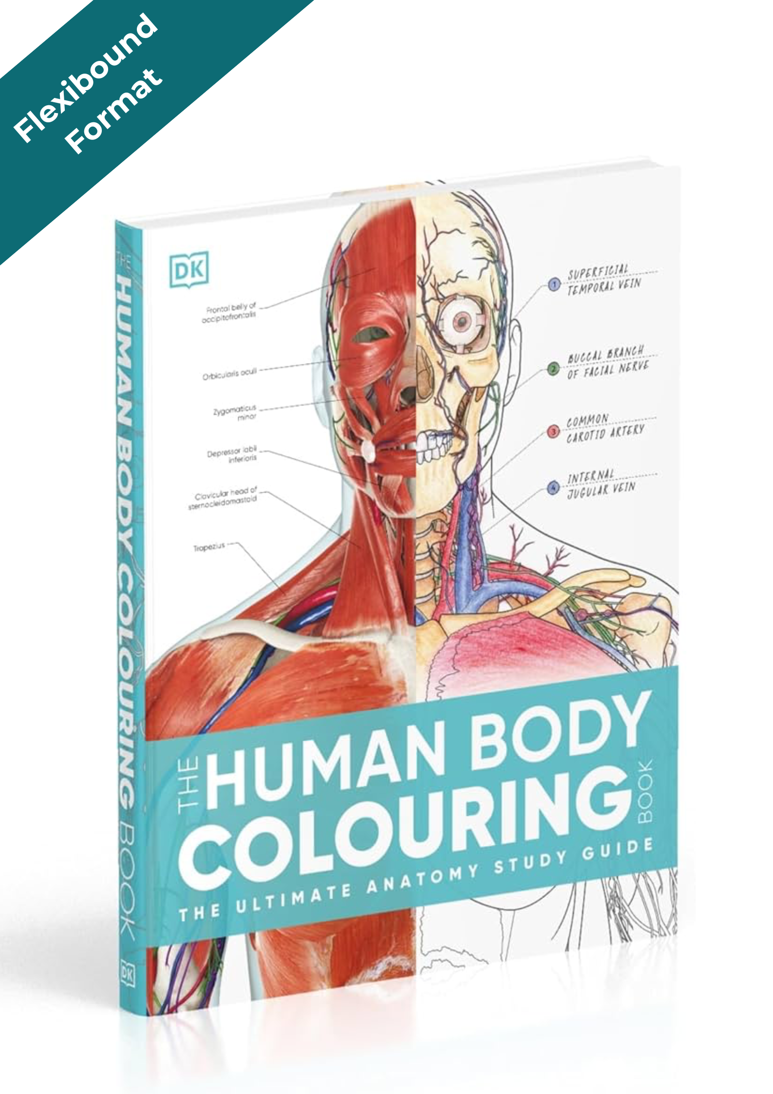 The Human Body Coloring Book: the Ultimate Anatomy Study Guide, Second Edition (DK Human Body Guides)