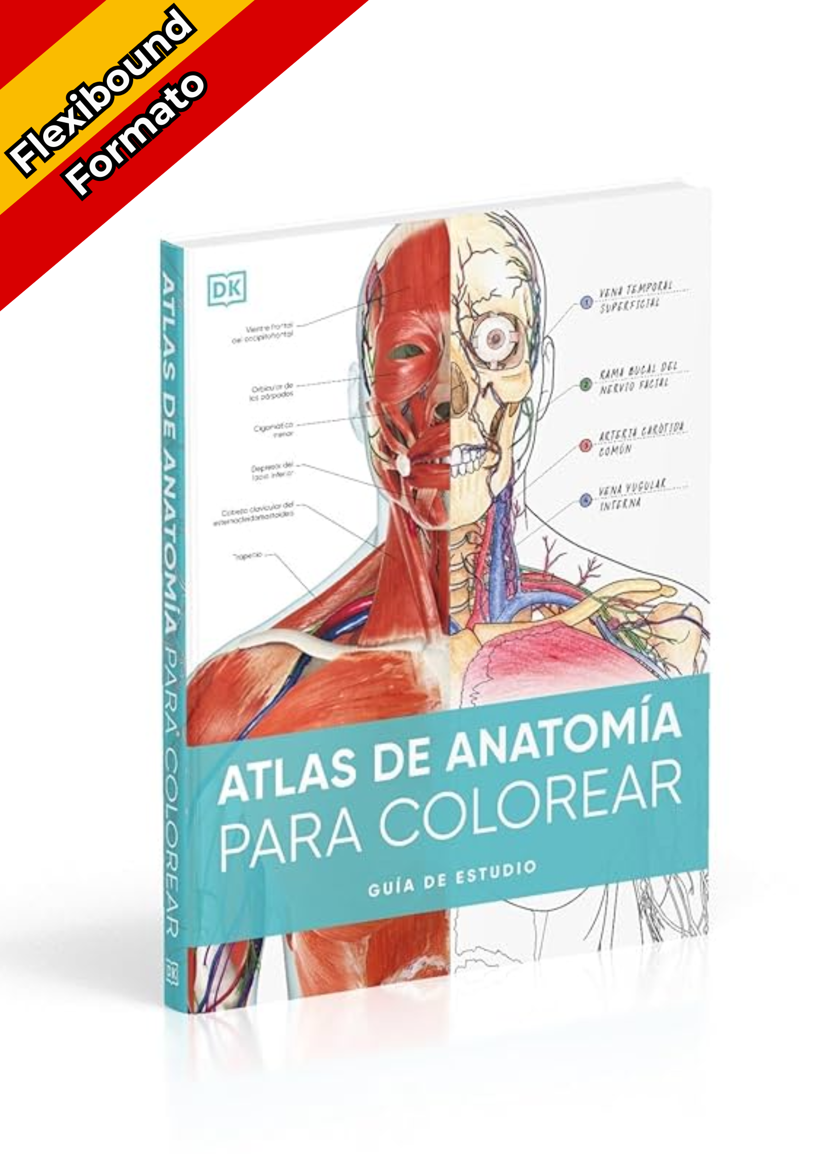 Atlas De Anatomía Para Colorear (The Human Body Coloring Book): Guía De Estudio (Spanish Edition)
