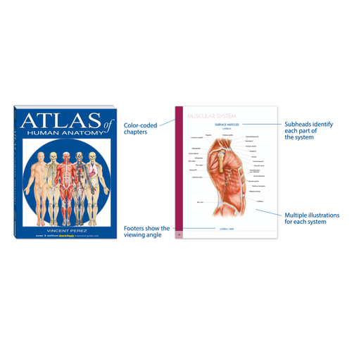 4-in-1 Anatomy & Medical Study Bundle | Anatomy Flash Cards + Atlas + Medical Terminology