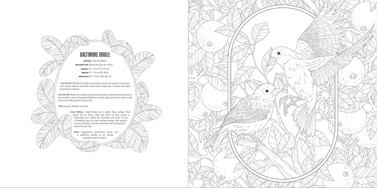 Animals: a Smithsonian Coloring Book Box Set