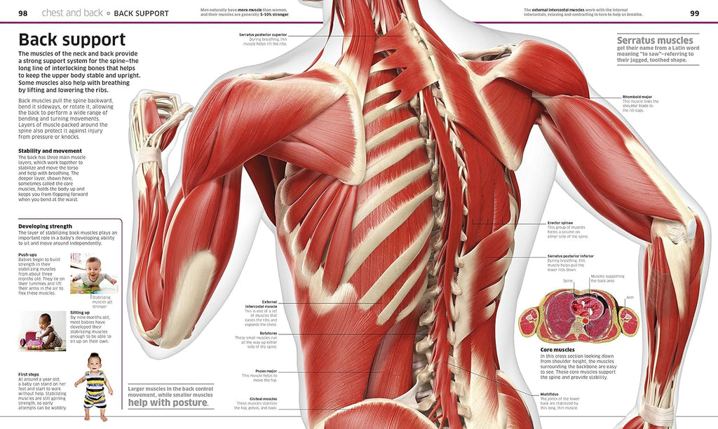 Human Body Book for Kids and Adults – Fun and Educational Anatomy Guide with Full-Color Diagrams