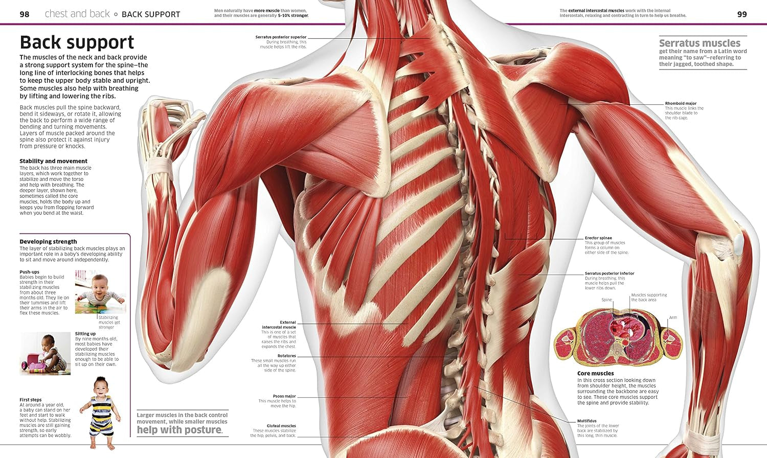 Human Body Book for Kids and Adults – Fun and Educational Anatomy Guide with Full-Color Diagrams