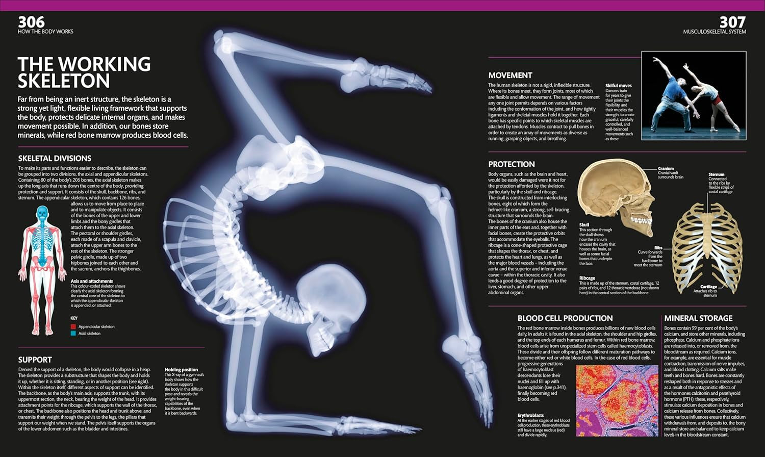 The Complete Human Body: the Definitive Visual Guide (DK Human Body Guides)