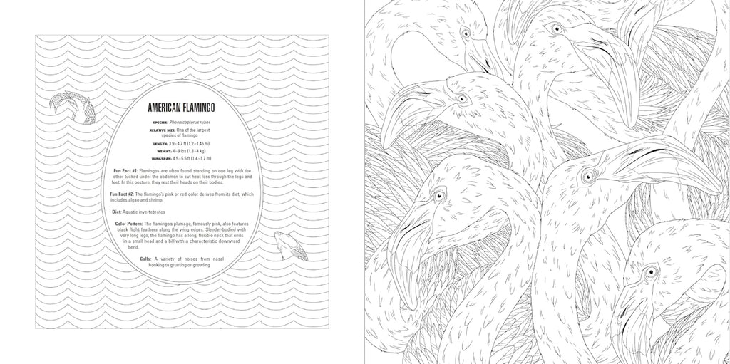Animals: a Smithsonian Coloring Book Box Set