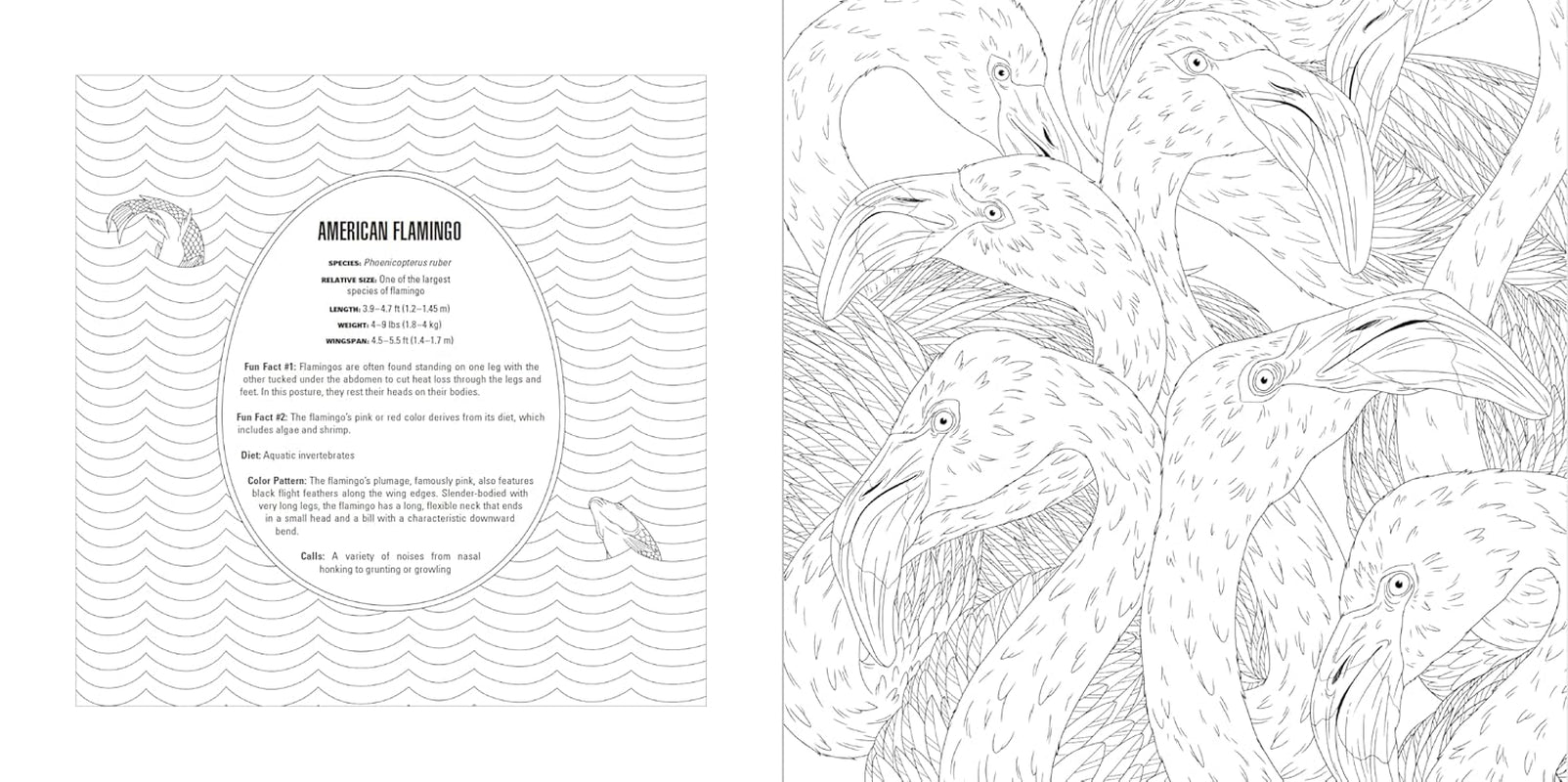 Animals: a Smithsonian Coloring Book Box Set