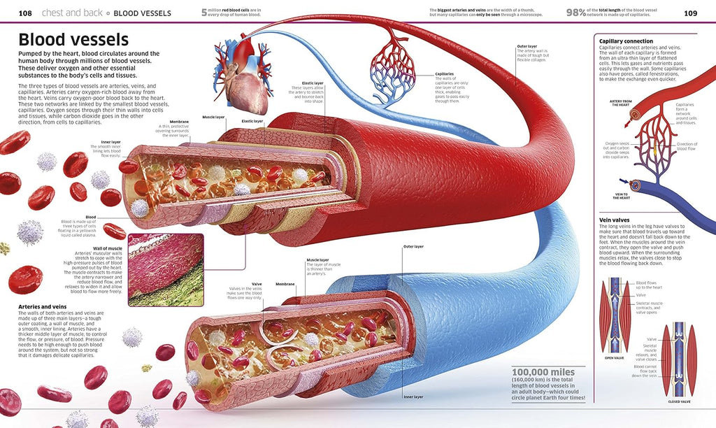Human Body Book for Kids and Adults – Fun and Educational Anatomy Guide with Full-Color Diagrams