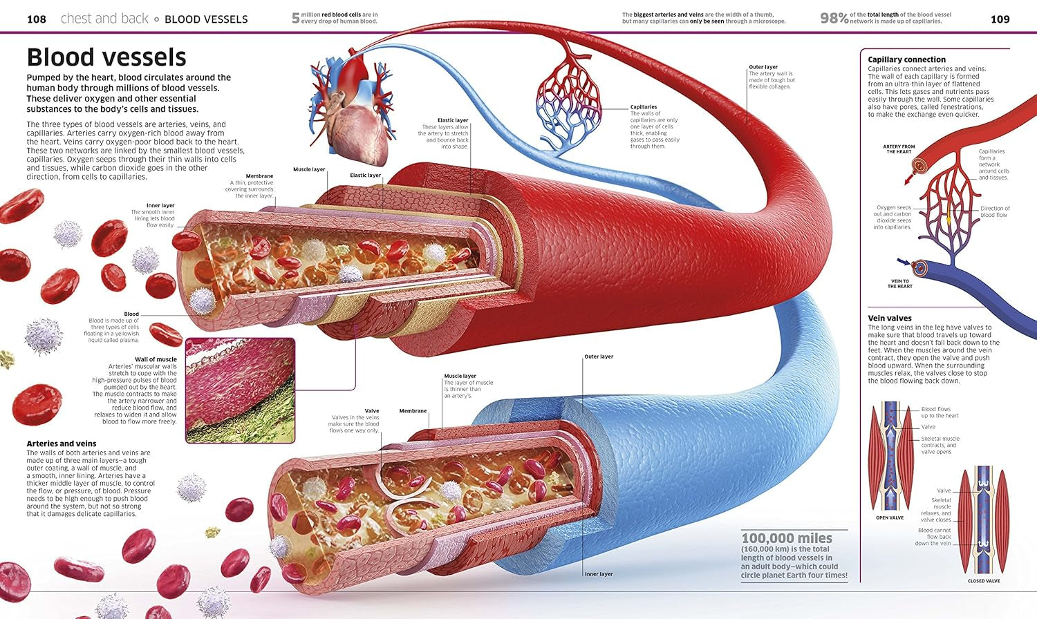 Human Body Book for Kids and Adults – Fun and Educational Anatomy Guide with Full-Color Diagrams
