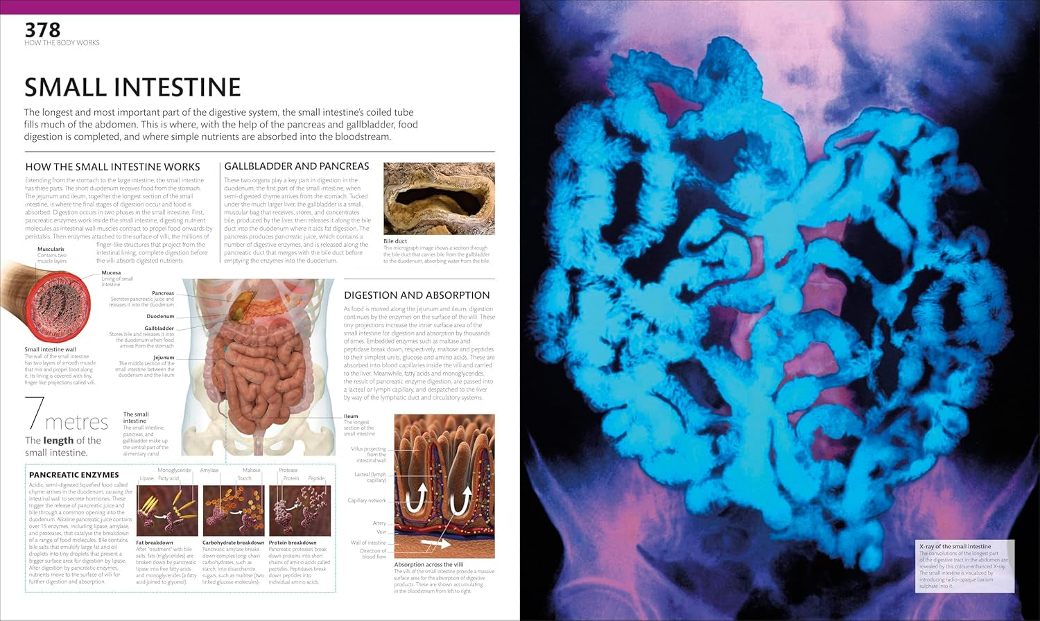 The Complete Human Body: the Definitive Visual Guide (DK Human Body Guides)