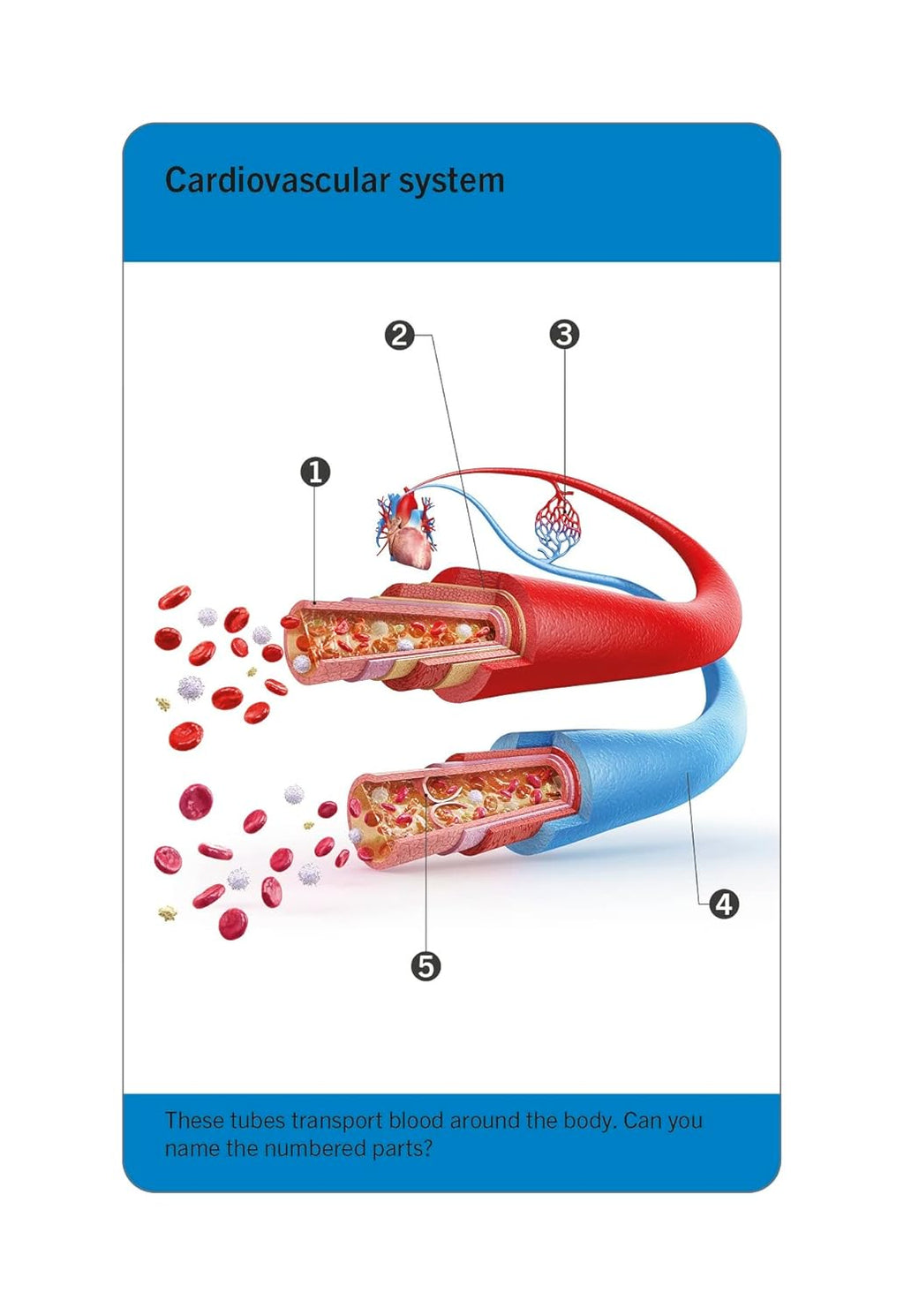 Anatomy Flash Cards – Visual Learning Set of the Human Body with Detailed Pictures and Terms