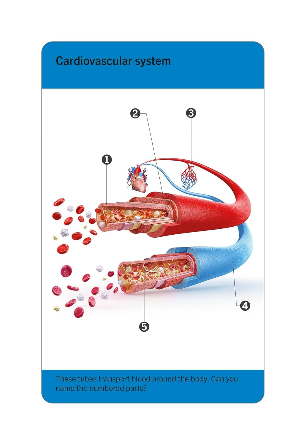 Anatomy Flash Cards – Visual Learning Set of the Human Body with Detailed Pictures and Terms