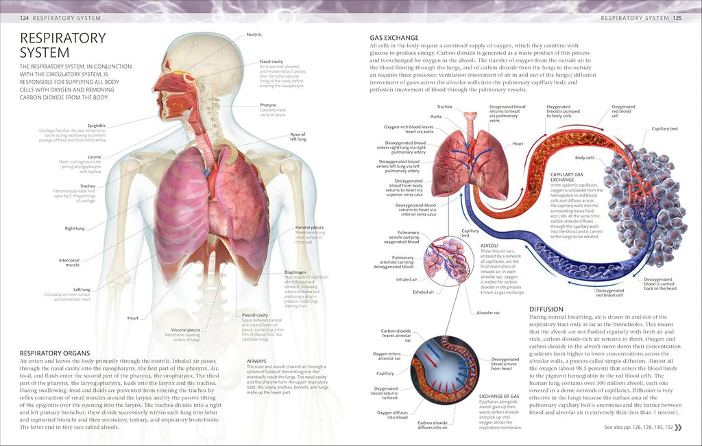 The Human Body Coloring Book: the Ultimate Anatomy Study Guide, Second Edition (DK Human Body Guides)